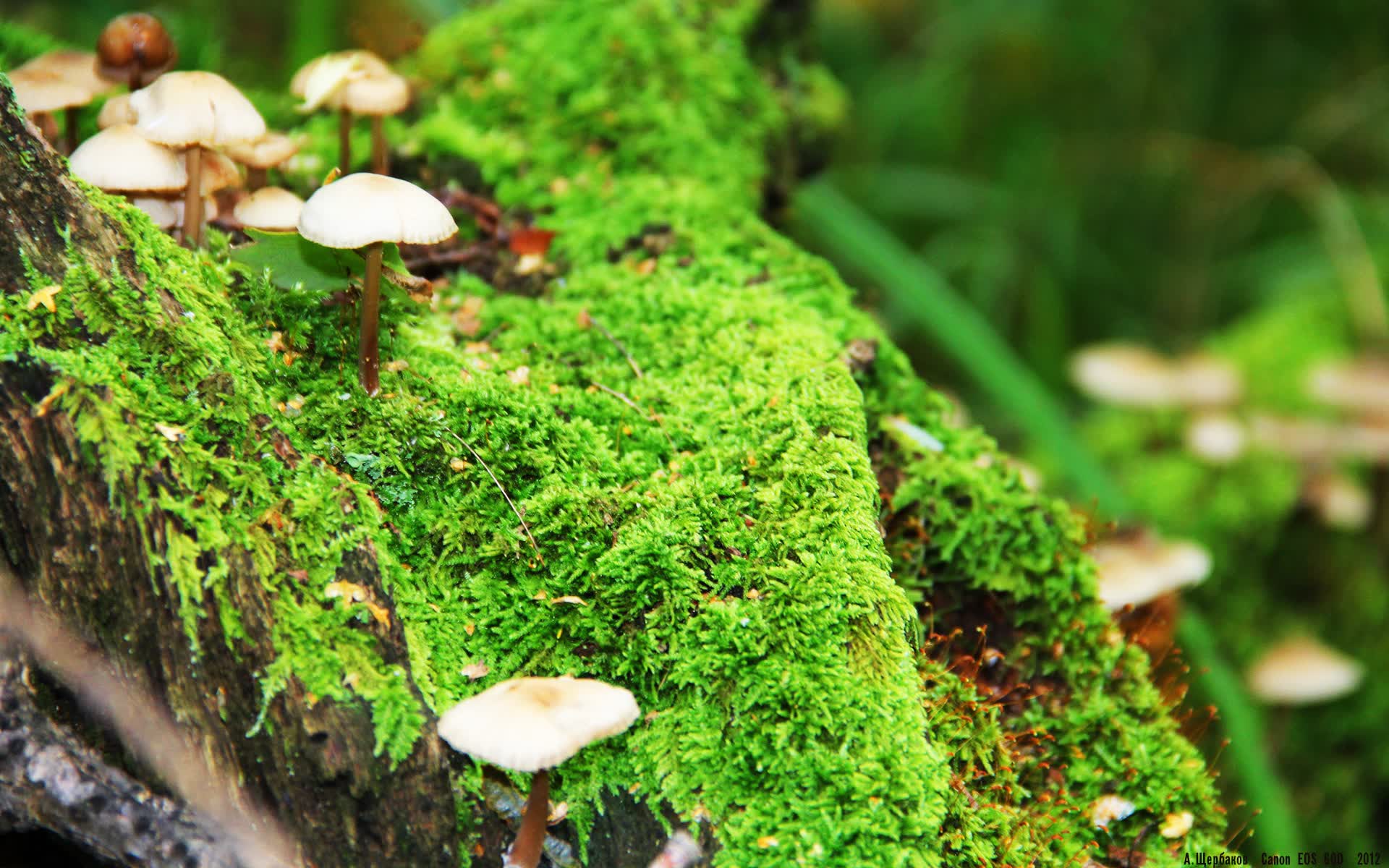 世界体操单项赛选手健康监测常态化，体操世界锦标赛